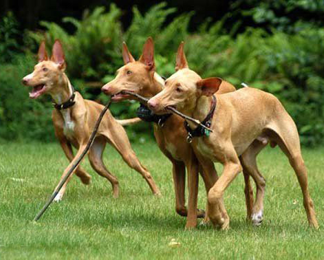 宠物犬排名及图片大全（宠物犬种类大全及名称）