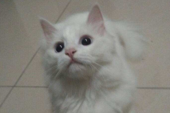 猫发烧多表现为何症状（附：猫咪发烧的治疗方法）