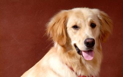 狗狗可以吃蛋黄吗(为什么要给狗狗吃蛋黄)