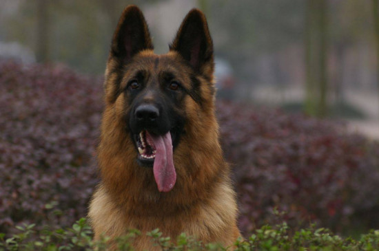 了解养德牧的几个坏处