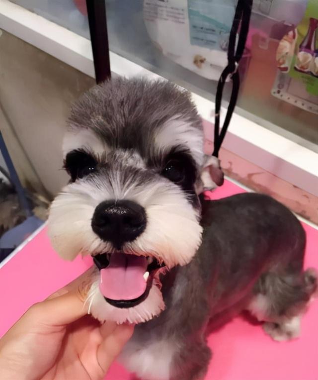 第一次养什么狗比较好（适合新手养的狗狗推荐）