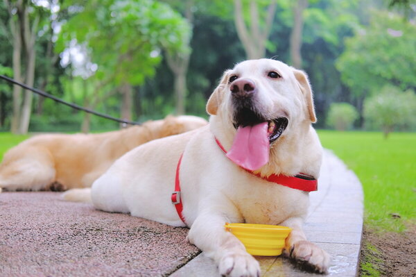 狗狗吐出大量半消化的食物（附：狗狗为何呕吐食物残渣）