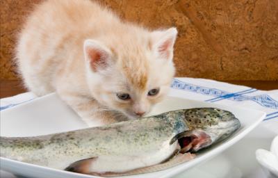 猫吃什么会中毒立刻死（这几种食物容易导致猫咪中毒）