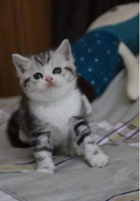 美短育种后幼猫失败的品相