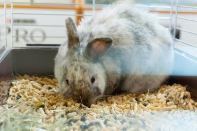 兔子拉稀是什么原因