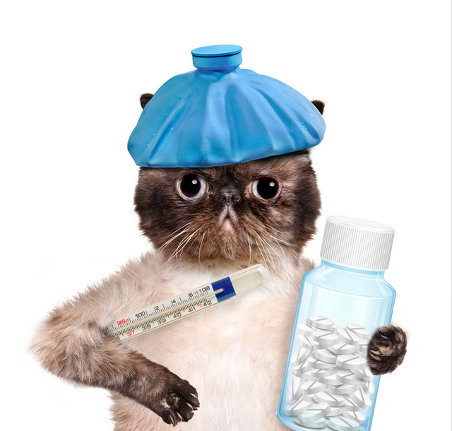 猫咪感冒吃什么药(猫咪感冒吃什么药最好)