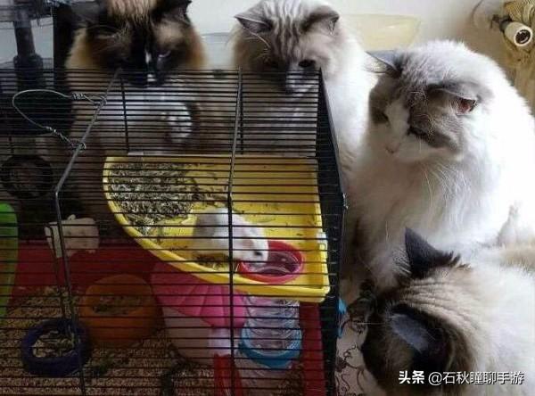 仓鼠会嫌弃笼子小而生气吗(详解:让仓鼠感到舒服的动作)