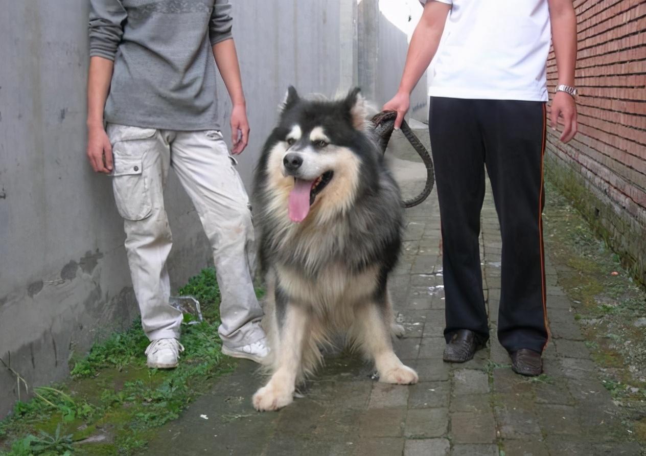 训练阿拉斯加犬详细教程(怎么训练阿拉斯加犬)