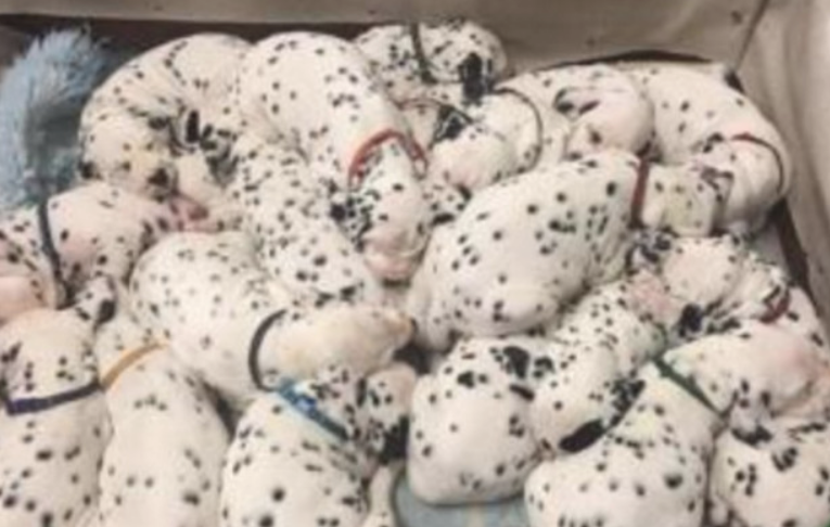 家中小狗生下一窝麦町犬，趴成一堆萌怪许多人，真是太有阵仗了