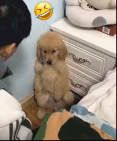 狗狗关在笼子里面老是叫怎么办(狗狗乱叫扰民)