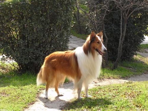 小马犬能卖多少RMB一只