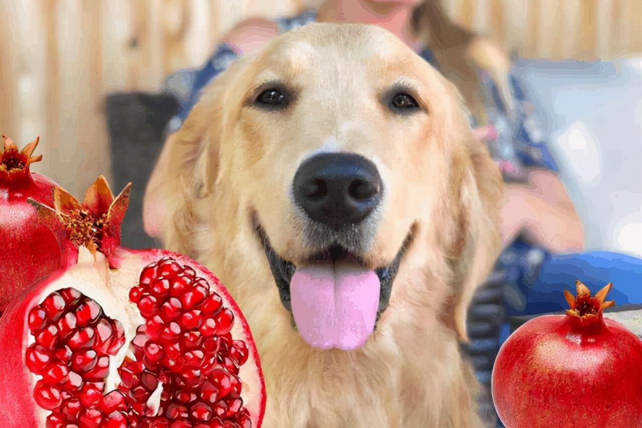 了解狗狗不能吃的水果（狗狗能吃香蕉吗）