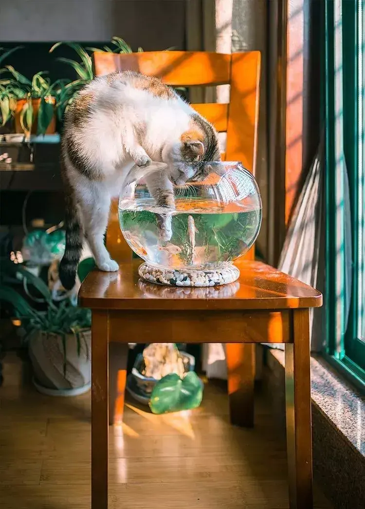 萌猫图片大全（猫咪图片可爱又呆萌）