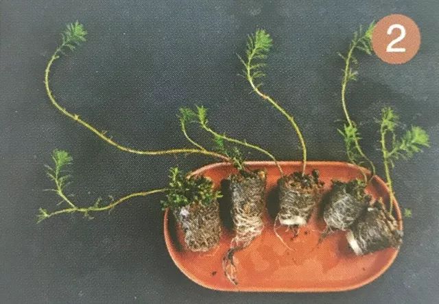 你见过贝壳精灵吗（好看的彩色贝壳精灵介绍）