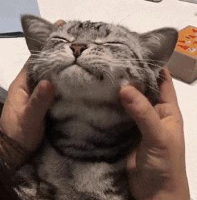 猫老在面前嗷呜叫是为啥呢（详解：资深猫奴与猫有效沟通技巧）