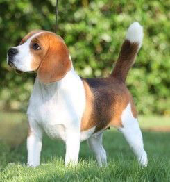 宠物犬排名及图片大全（宠物犬种类大全及名称）