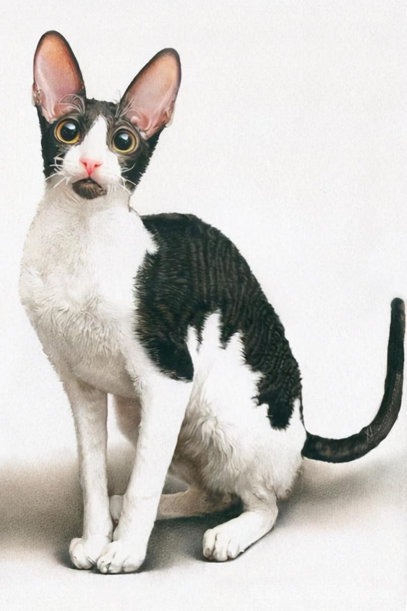 不掉毛的猫品种介绍（暹罗猫掉毛吗）