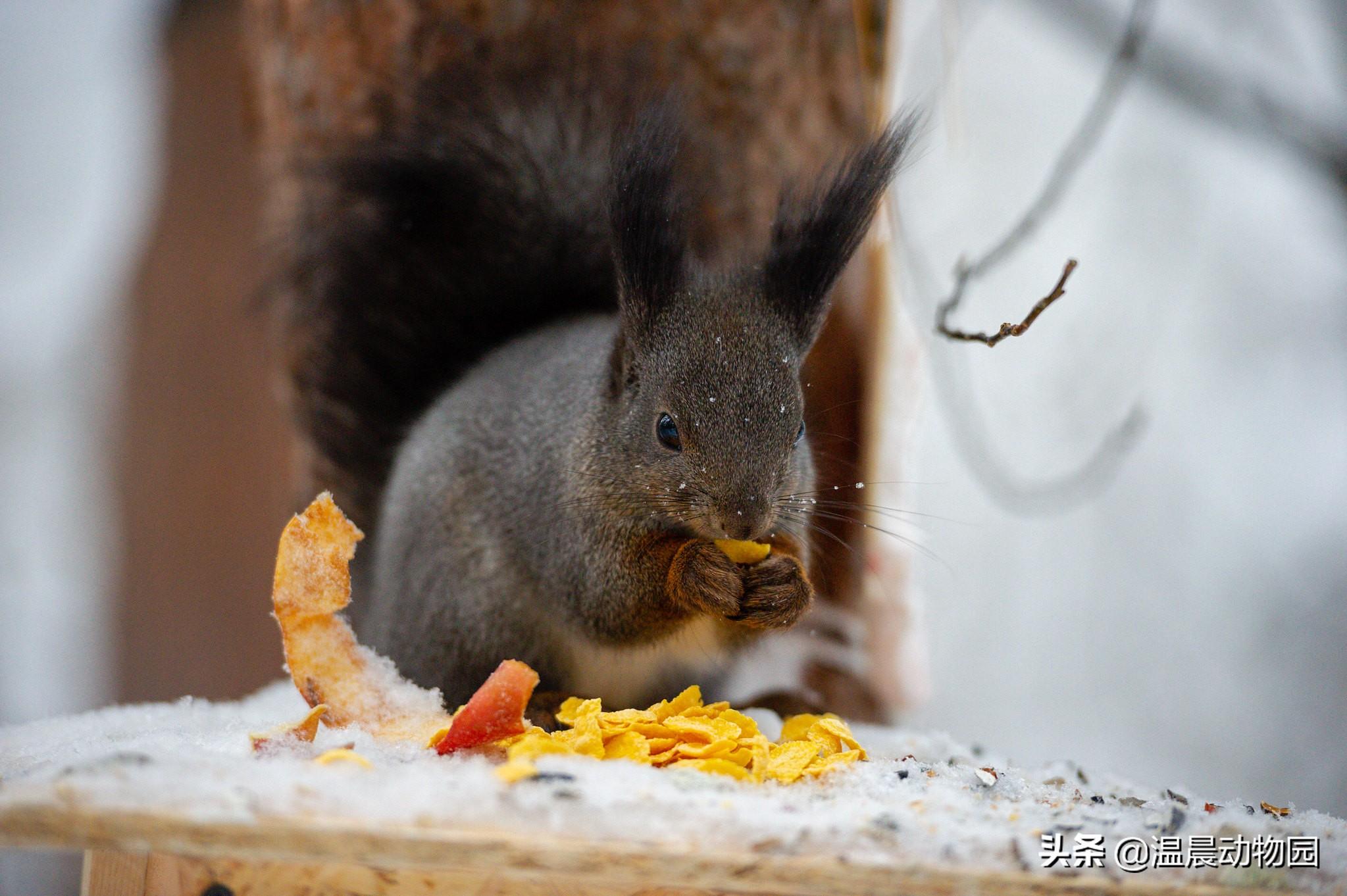 魔王松鼠真的如网传 的一样软萌吗（附：魔王松鼠图）