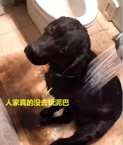 拉布拉多犬图片(拉布拉多颜色很多)