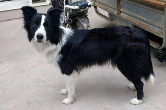 为什么养边牧的人很少（告诉你10个不养边牧的理由）