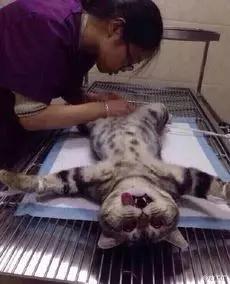 如何防止不绝育公猫乱尿（附：除了绝育能让猫不乱尿的妙招）