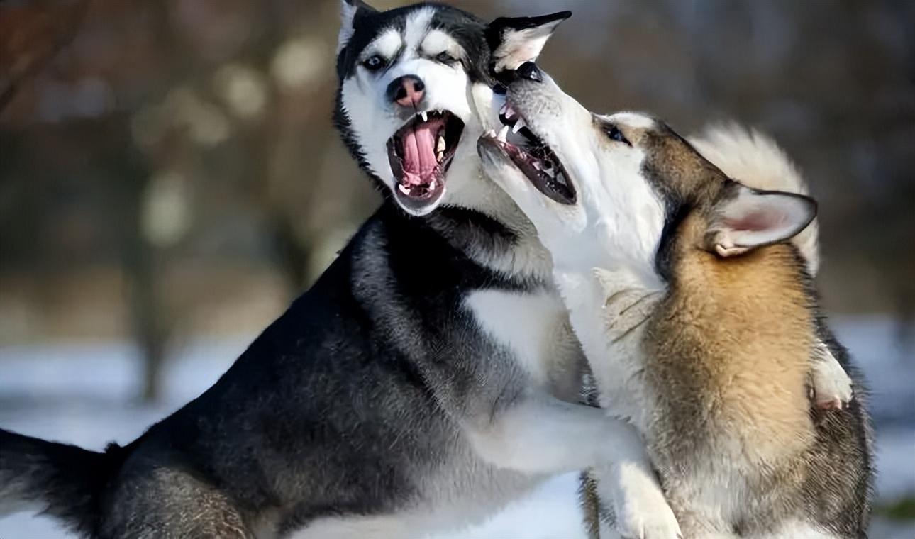 世界三大傻狗排名(最傻的狗是哪三个)