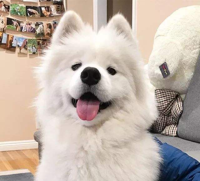 萨摩耶好养吗(告诉你养萨摩耶的4大好处)