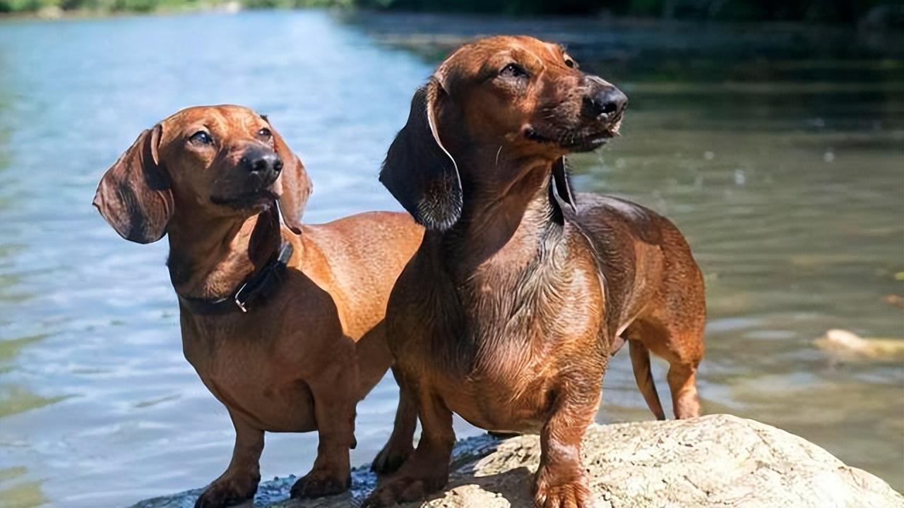 不养腊肠犬的7大原因(详解:腊肠犬为什么被禁养)