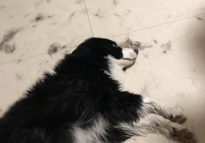 告诉你不养边牧的六个理由（为什么不喜欢养边牧）