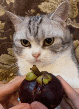 猫发情期嗷嗷叫啥原因（详解：猫咪交配前后惨叫的知识）