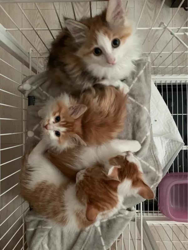 1个月多的猫咪会认主嘛