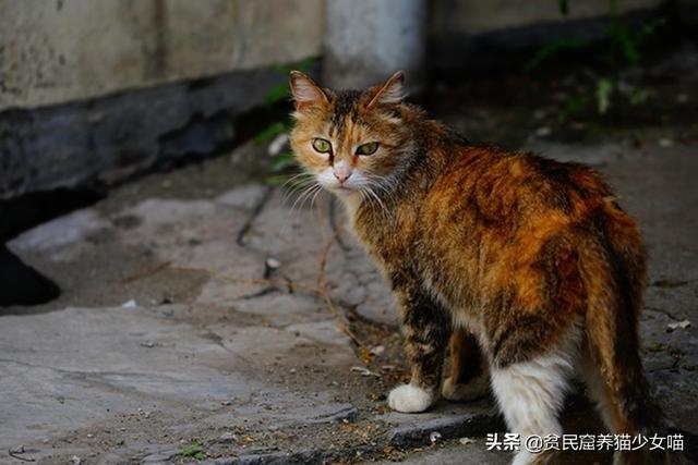 猫生几只最吉利民间说法(猫生了9只民间的说法)