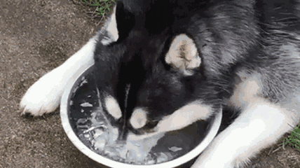 世界三大傻狗排名(最傻的狗是哪三个)