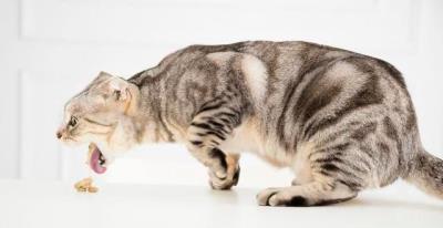 猫咪吐白沫子是什么原因（猫咪吐白色泡沫是怎么回事）