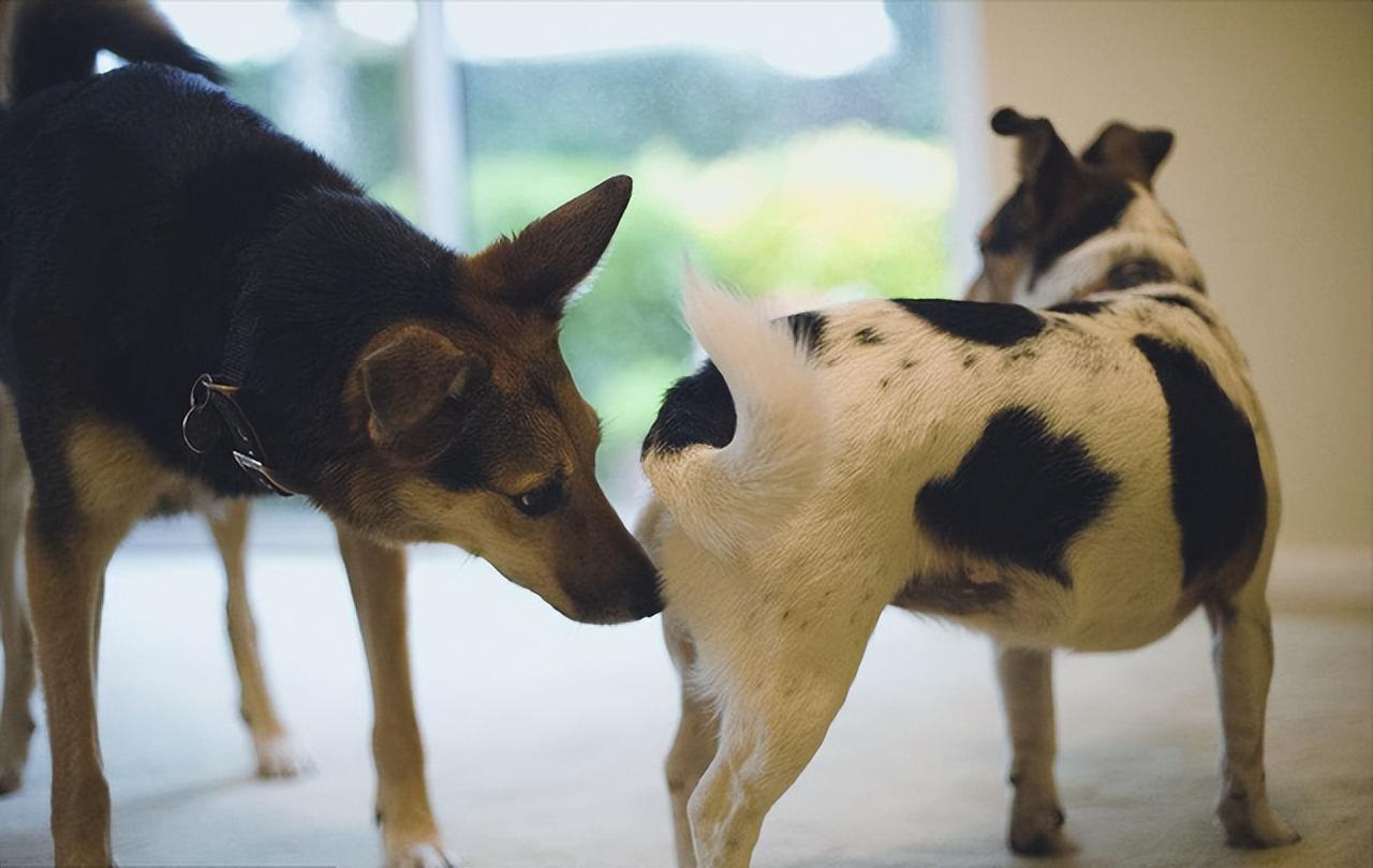狗狗闻到主人来月经会怎样（会闻并检查主人身体状况等）