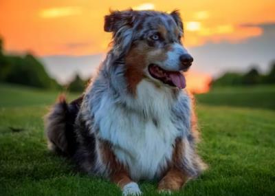 小狗怎么训练他大小便(教你训练狗狗定点大小便)