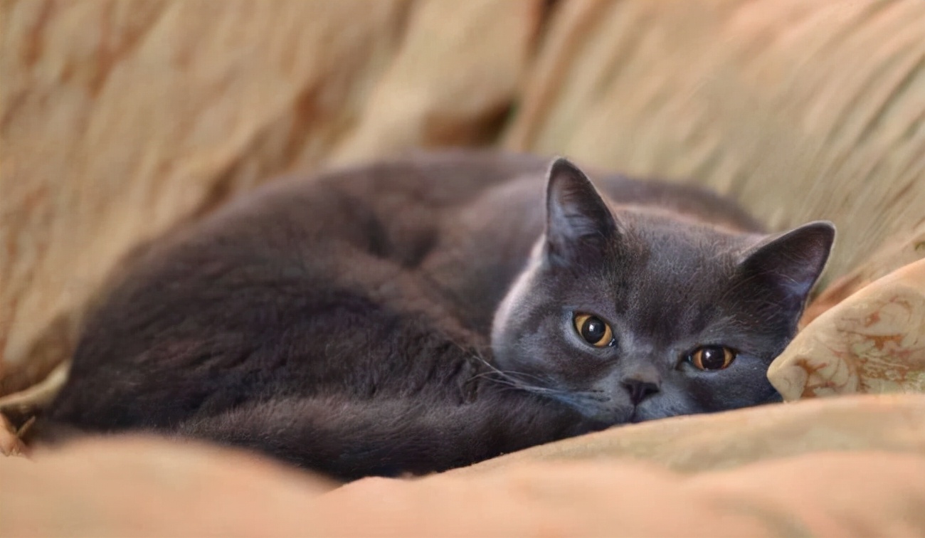 猫咪为何在家莫名其妙的消失（附：猫在家凭空消失的原因）