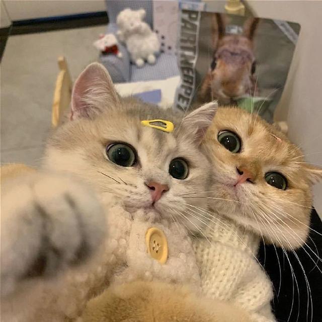 猫怕什么气味一闻就跑(猫闻什么味道就跑)