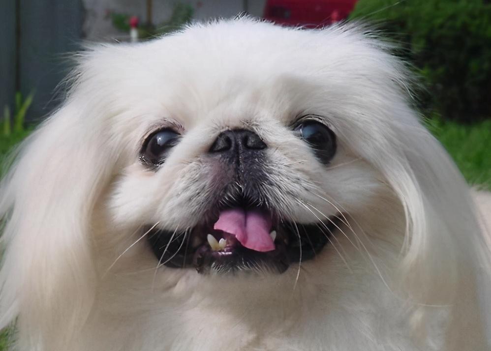 价格便宜的宠物狗幼犬品种有哪些（盘点2023便宜的小型宠物狗）