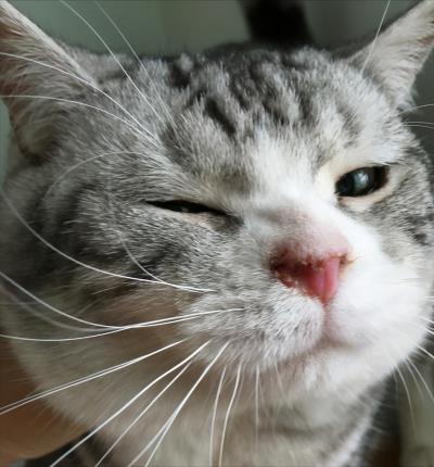 猫咪上火的症状眼睛图片(猫咪上火了如何解决)