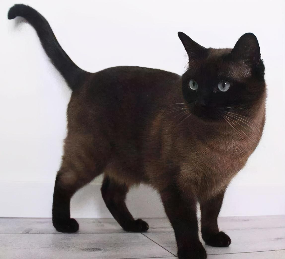 建议新手养的7种猫（最适合家养的猫有哪些）