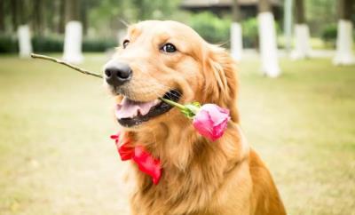 狗狗向你道歉的表现（狗狗认错的表现）