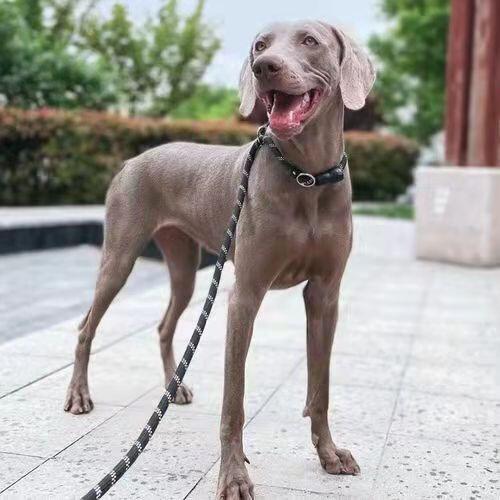 大丹犬怎么喂养（详解：养大丹犬要注意的事项）