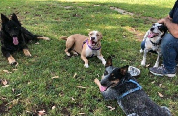 可怕野生狼竟是牧羊犬，被救时浑身是伤，志愿者忍不住落泪