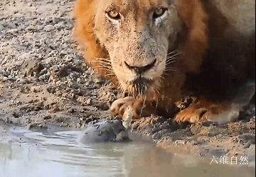 养沼泽侧颈龟好吗(了解沼泽侧颈龟饲养步骤)