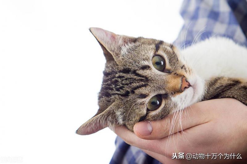 猫咪的生活特征与生活方式（详解：猫的生活环境特点及特征）