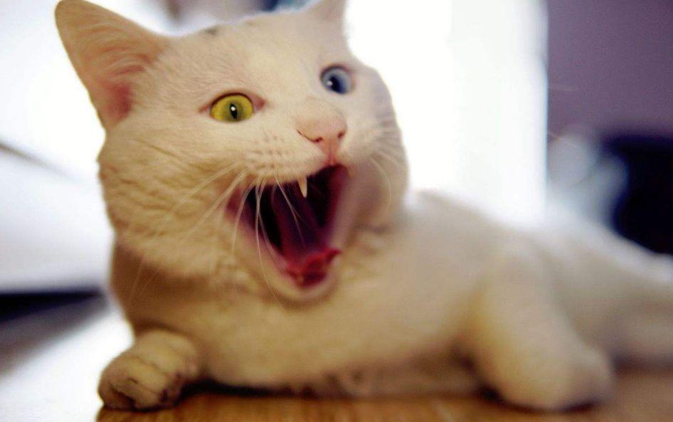 母猫绝育第一天夜里是危险期(绝育后母猫恢复伤口愈合快的护理方法)