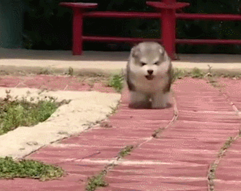 狗狗训练方法都有哪些呢（详解：训练狗狗的基本几个动作）