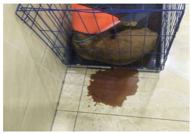 小狗打嗝是不是细小前兆（小狗得细小在家自救的方法）