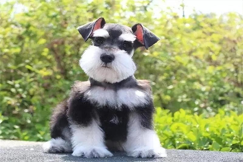 最便宜的狗品种价格一览表（批发买10元1条小狗靠谱吗）